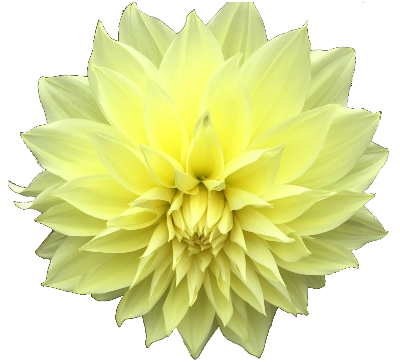 Dalia tranquil flower